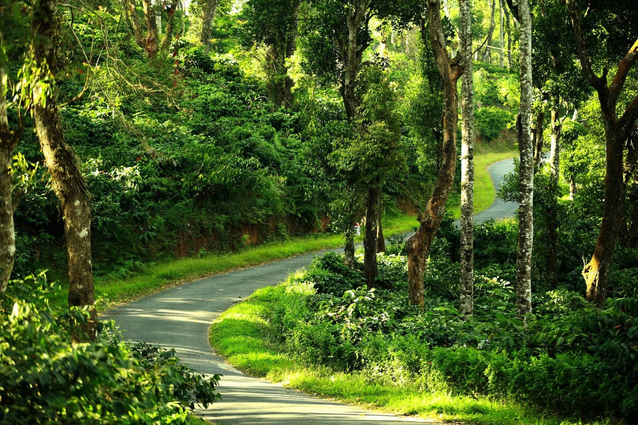 Road through greenery near Deva Maani